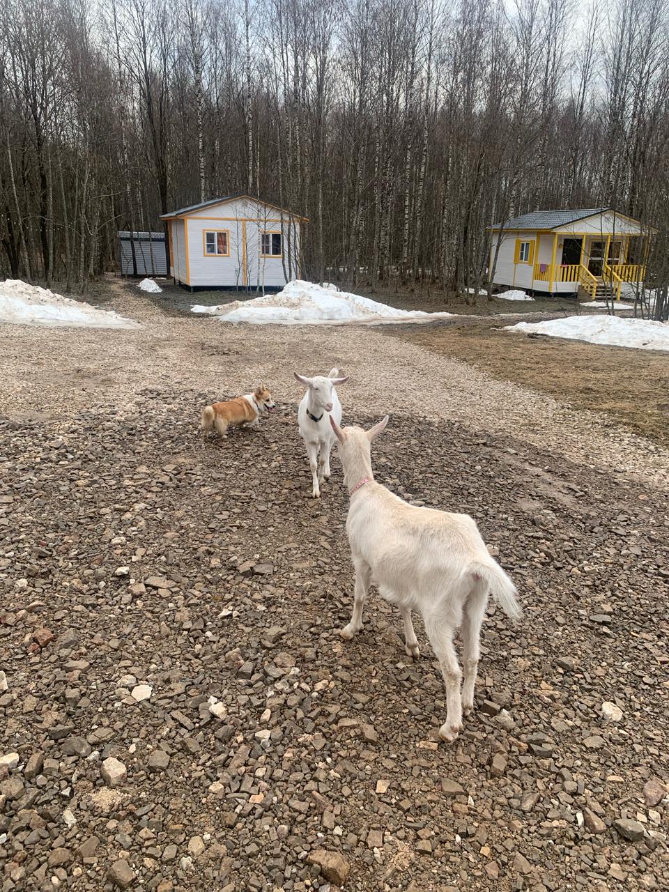 Фото Модная коза