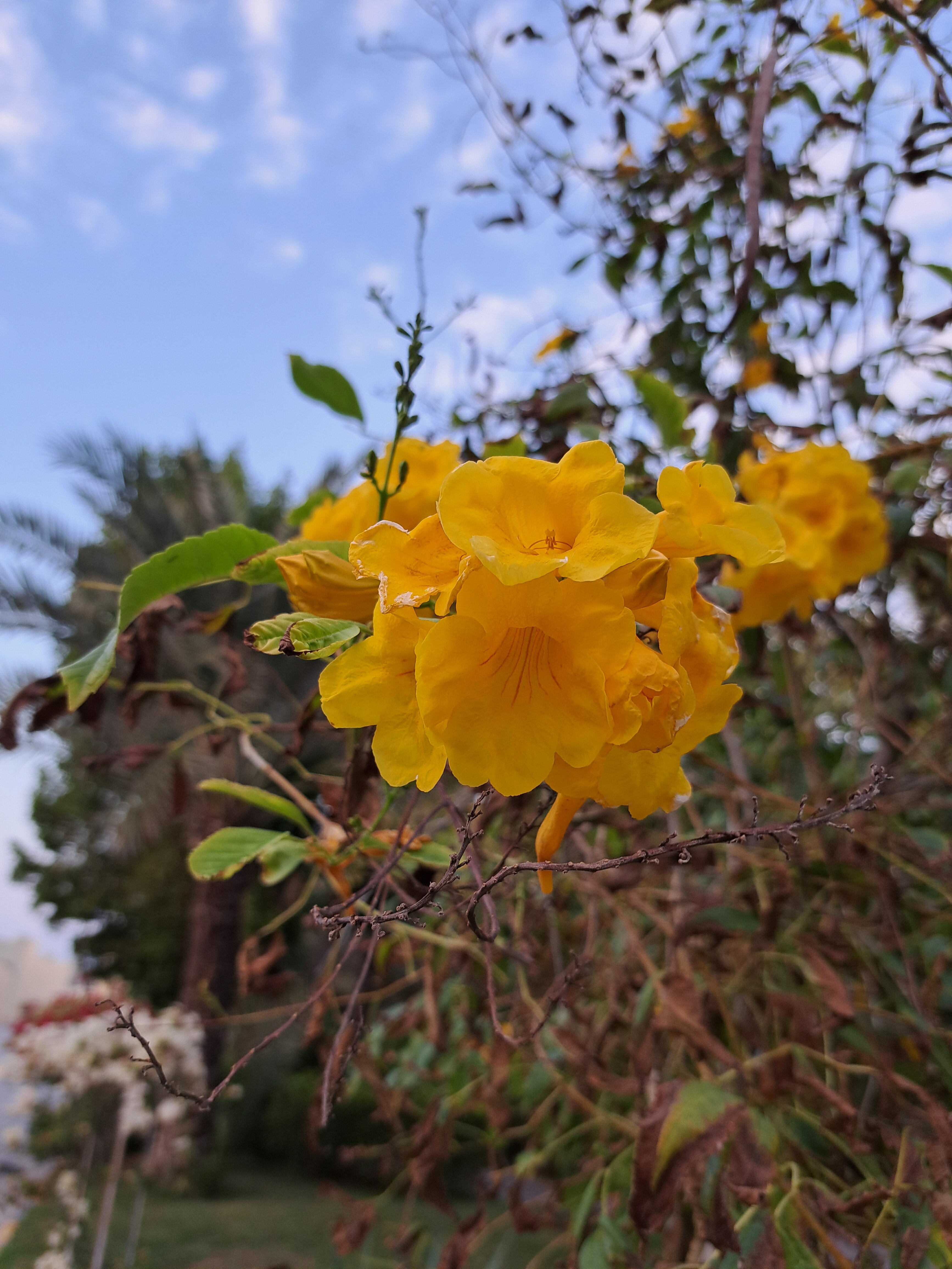 Фото Umm Al Quwain Beach Hotel