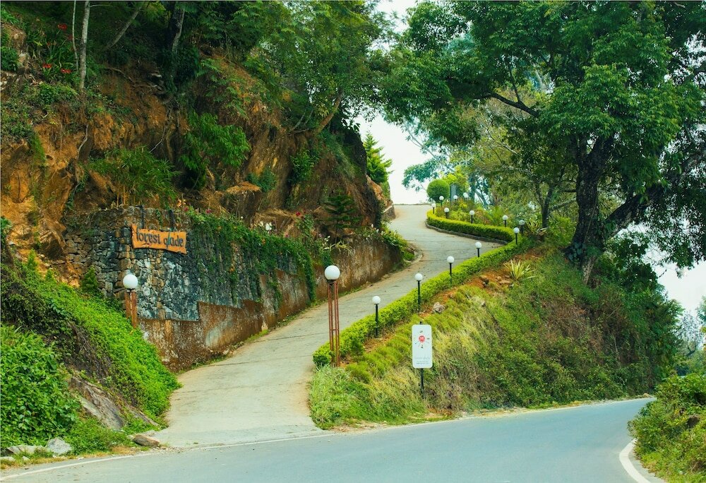 Фото Forest Glade