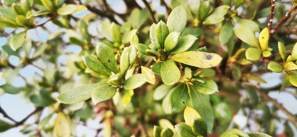 Фото Hotel Pink Mountain