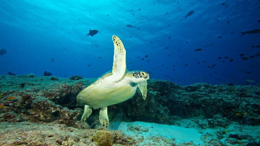 Фото South Ari Inn