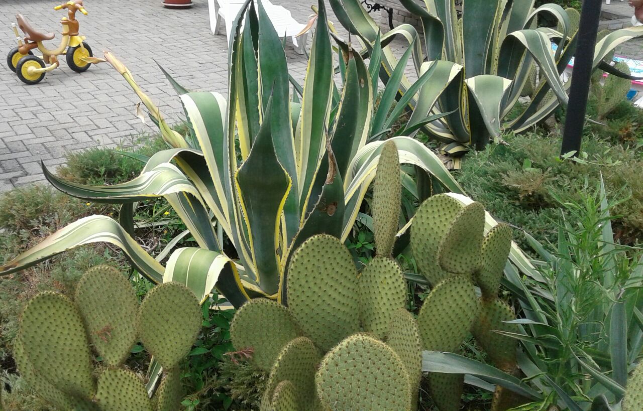 Фото У Моря