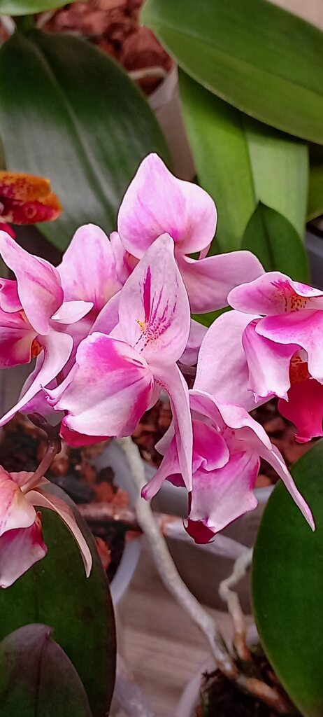 Луиза Эреджепова