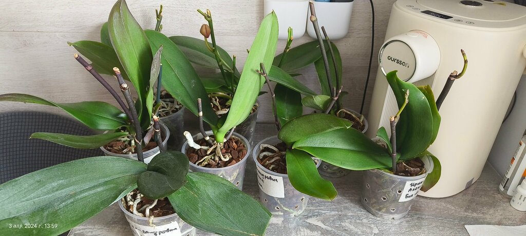 Ирина Александровна