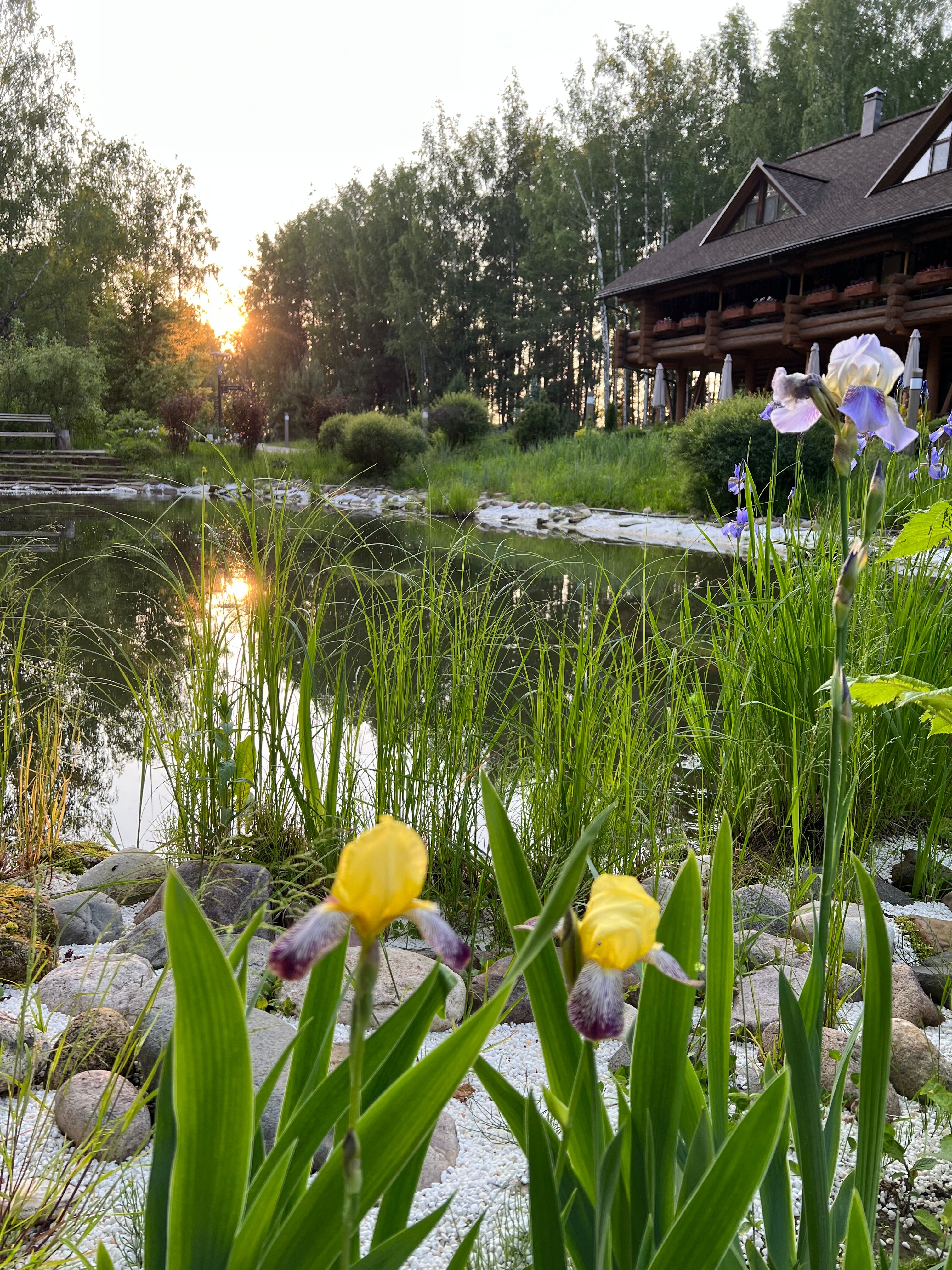 Фото Романов лес