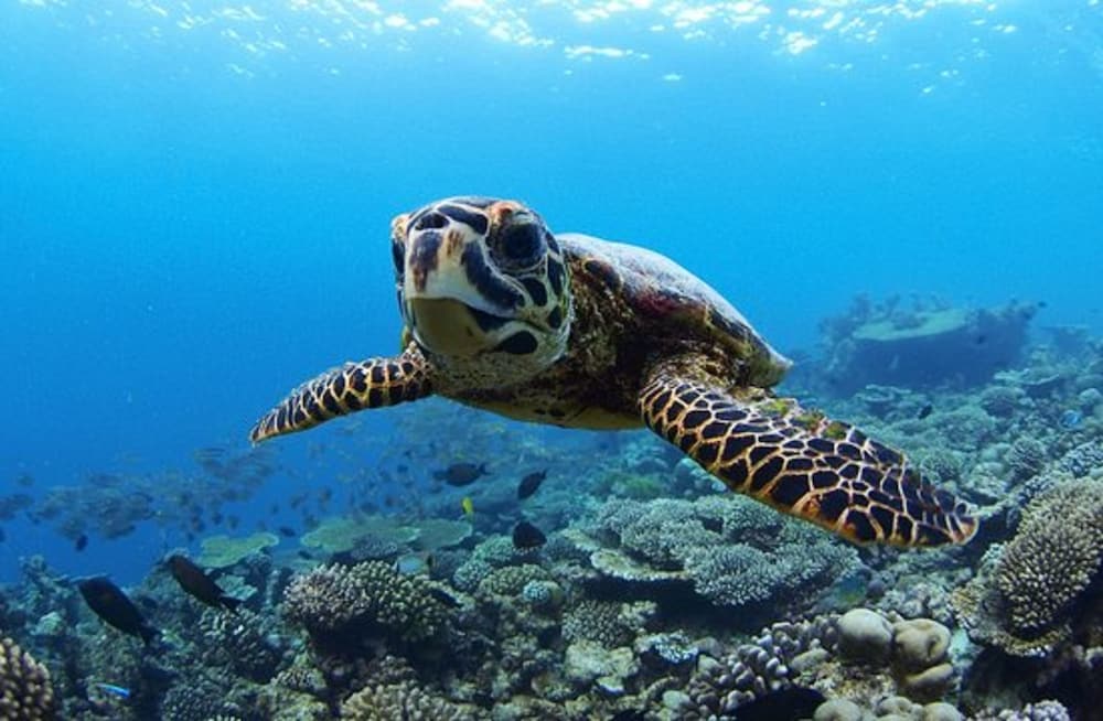 Фото Sandy Heaven Maldives