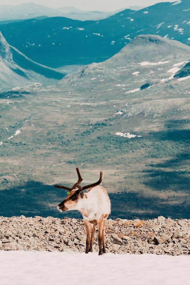 Фото Arctic Light Holiday House