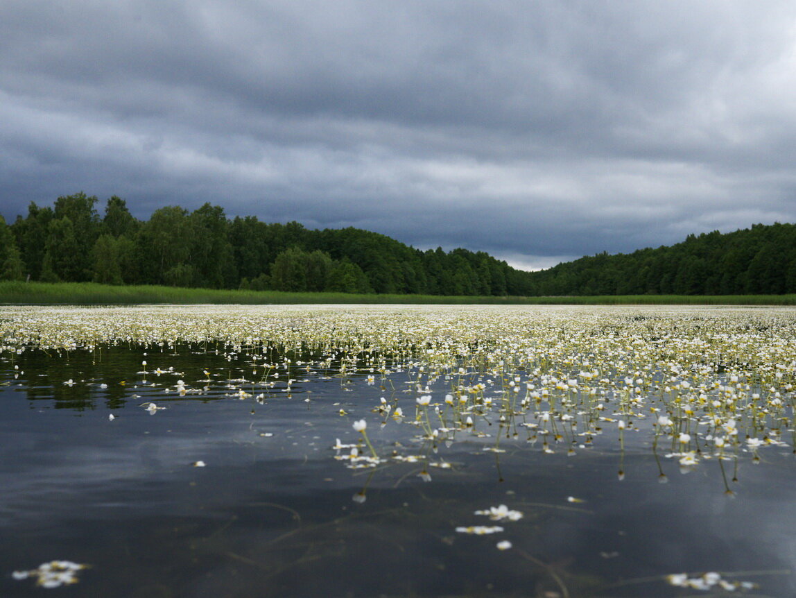 Фото Домик Коиви