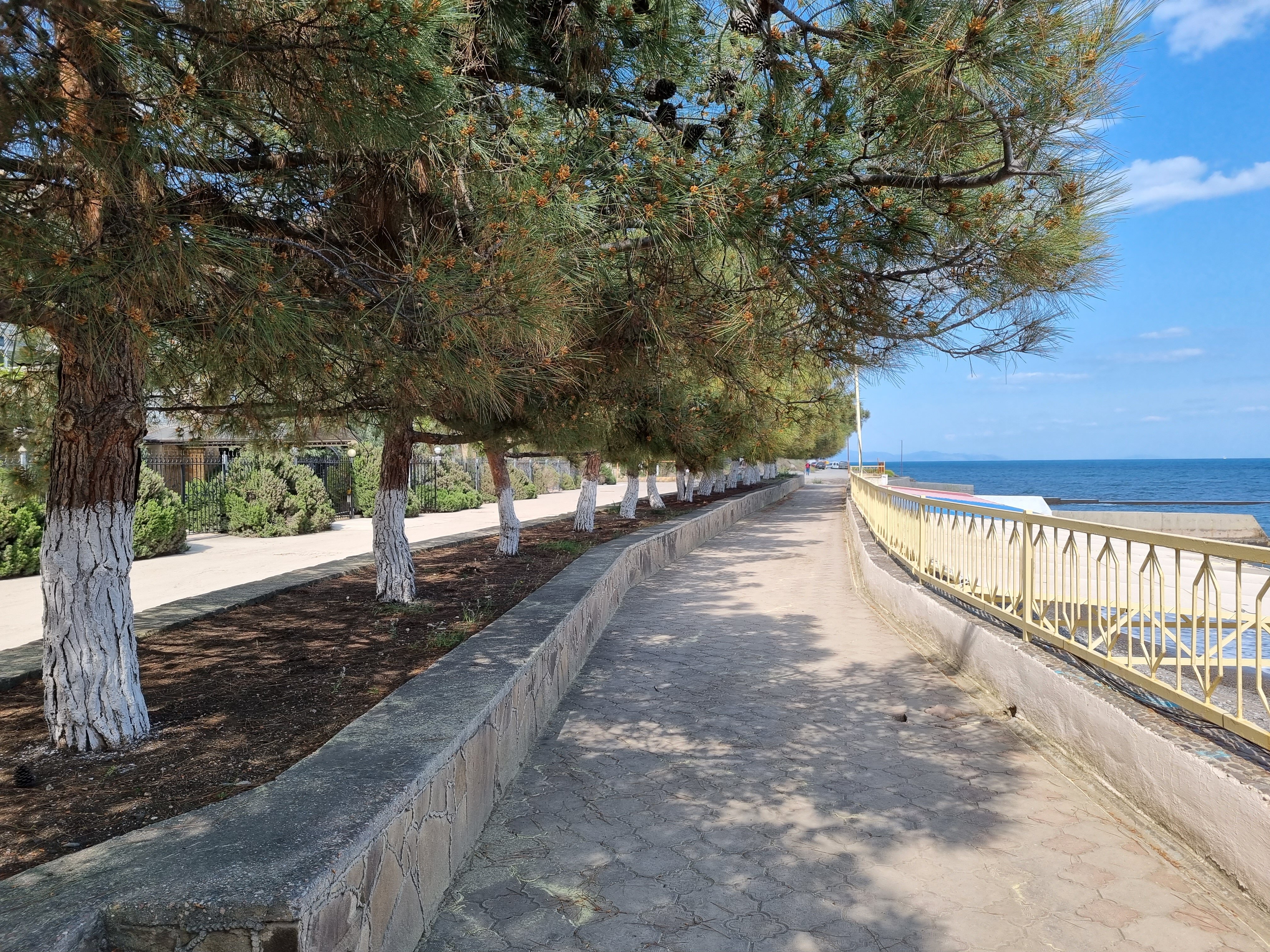 Фото Лаванда