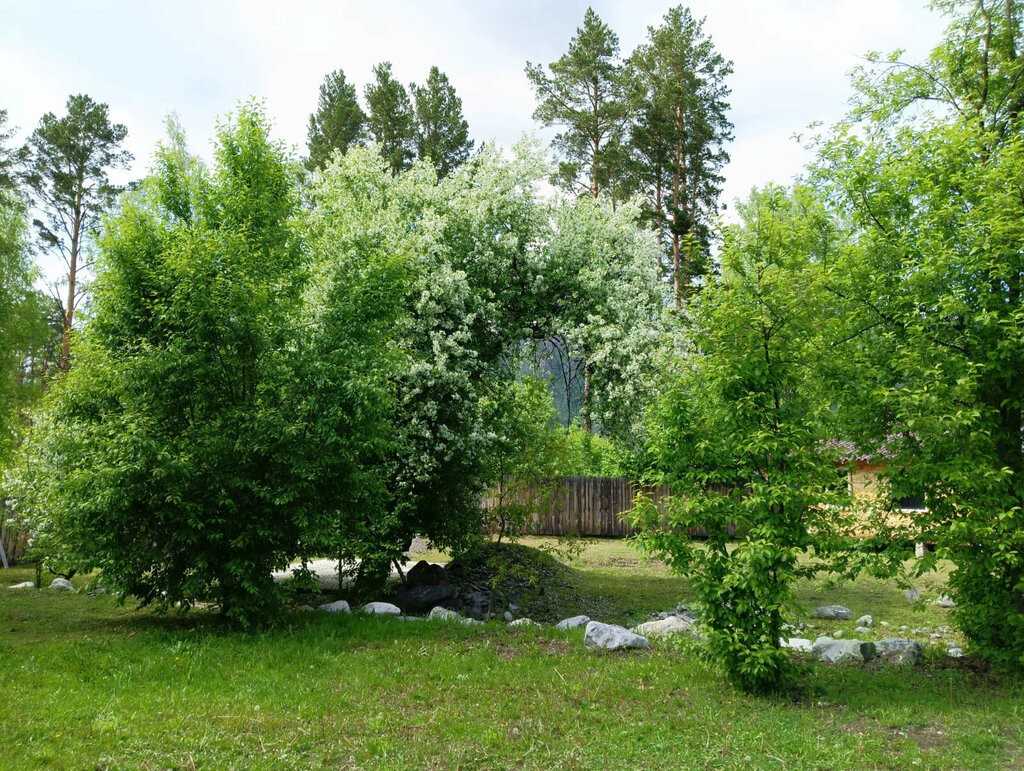 Фото Легенда Алтая