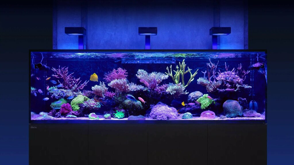 Pet shop BlueCoral - Aquarium shop Dubai, Dubai, photo