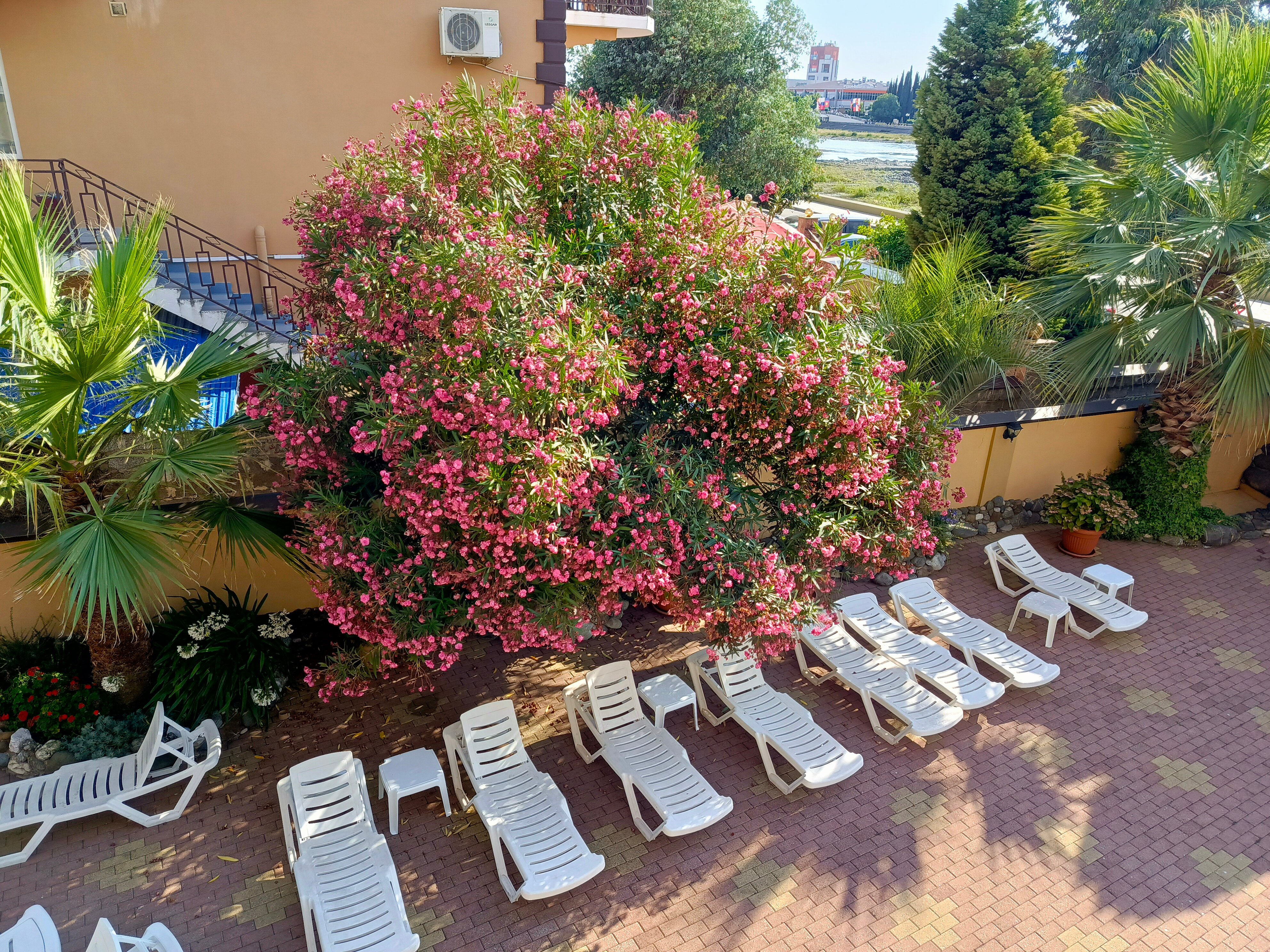 Фото Страна магнолий