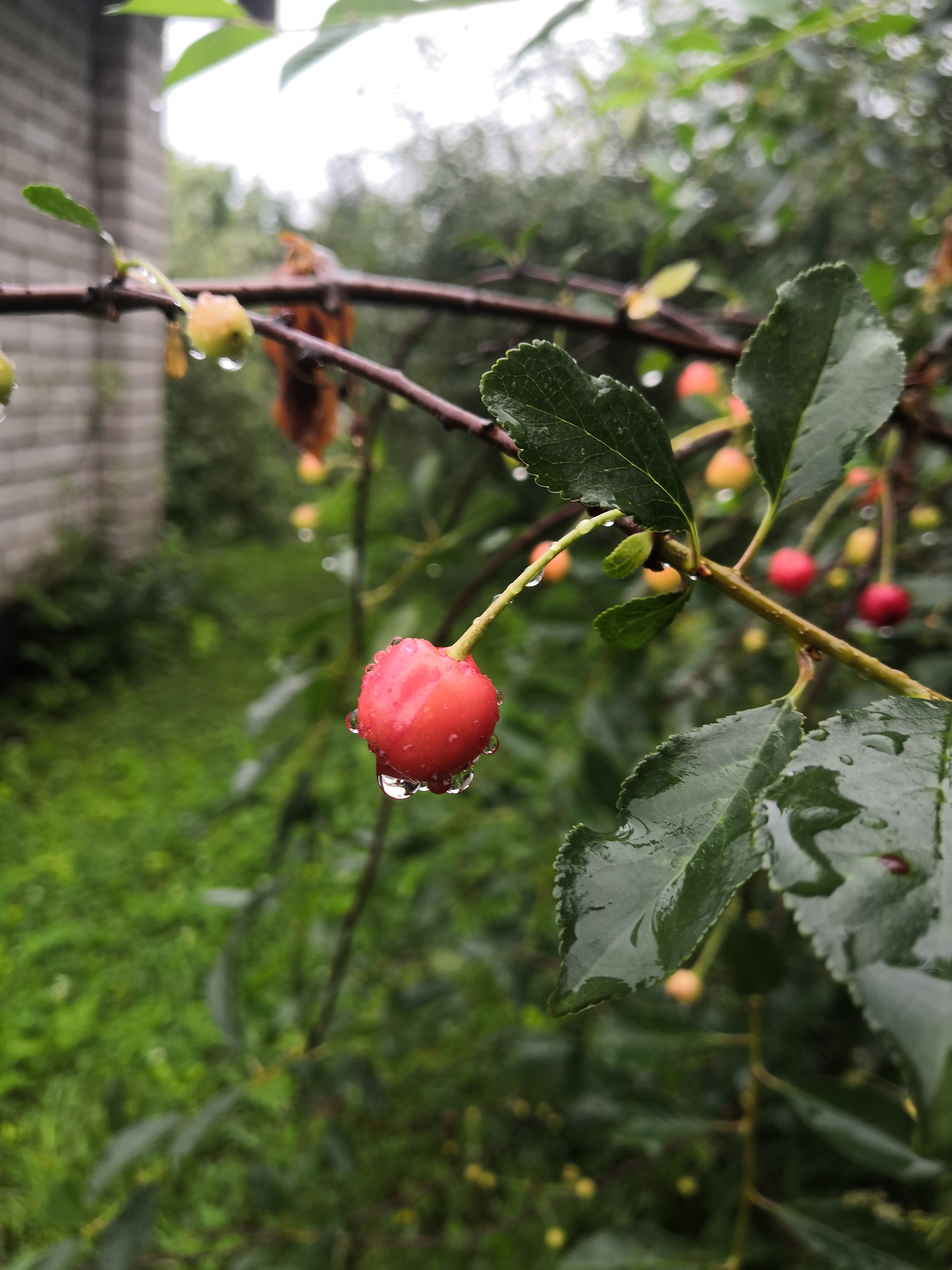 Фото Лосиный тупичок