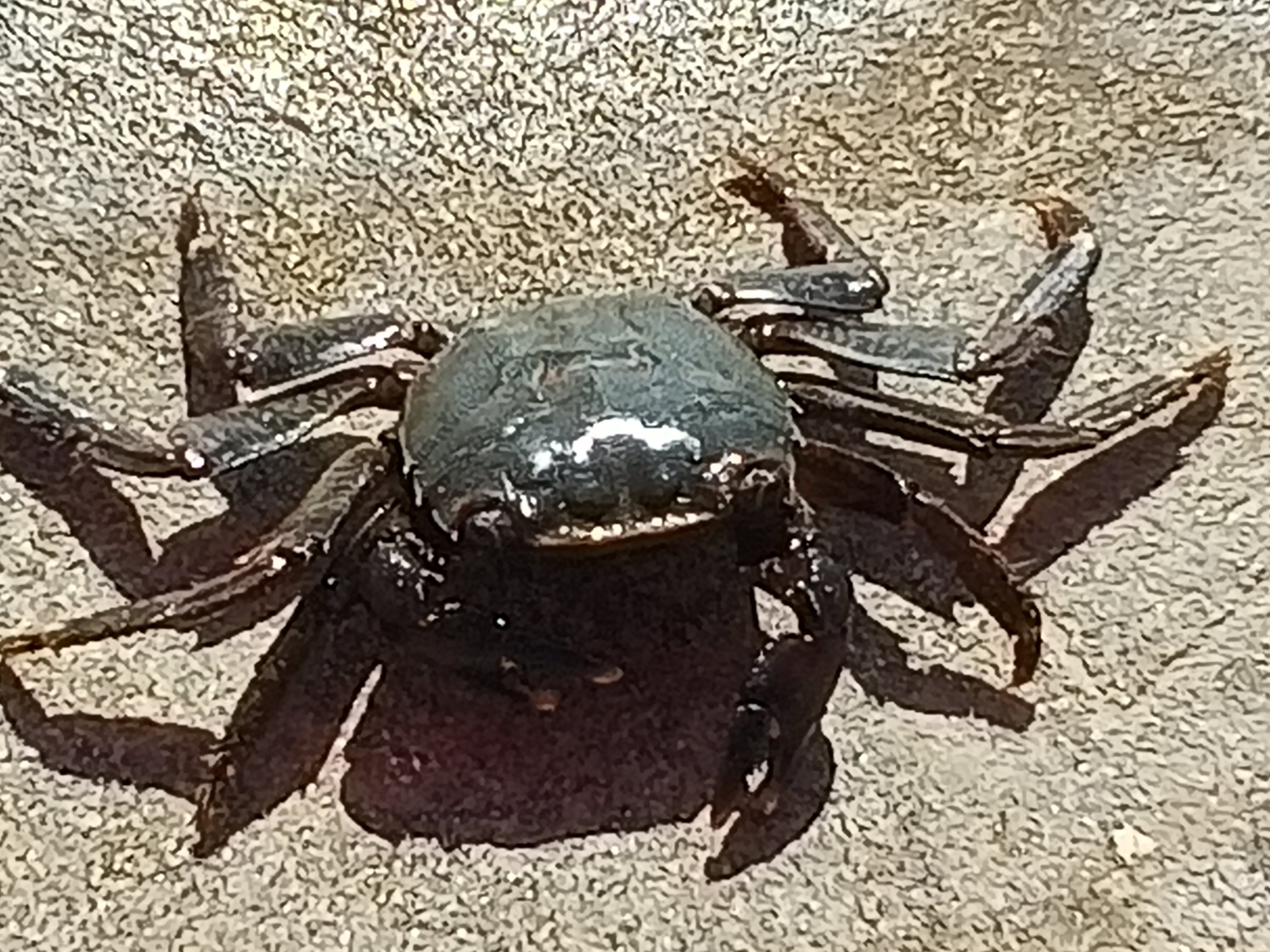 Фото Белый Грифон