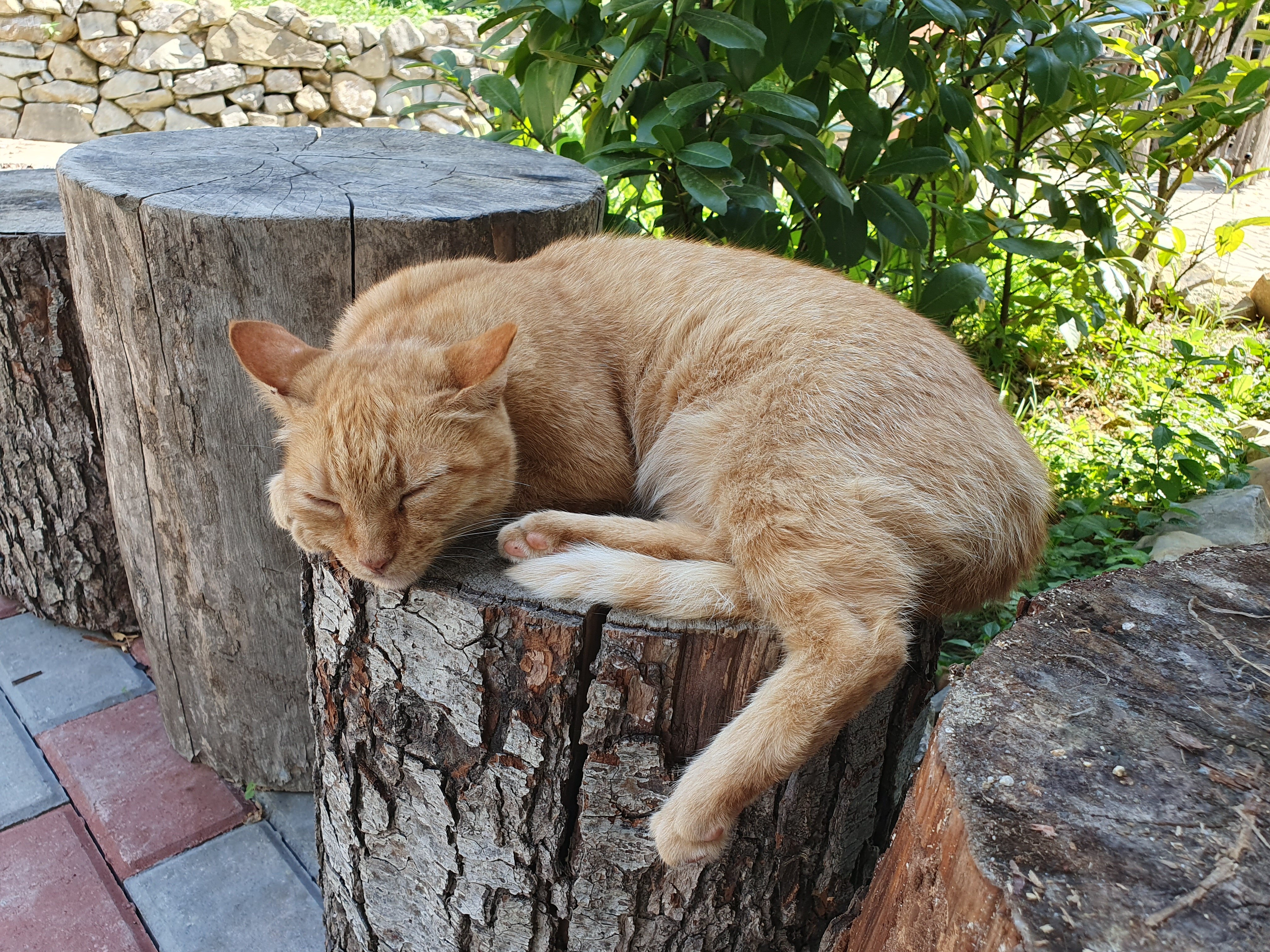 Фото Отрада