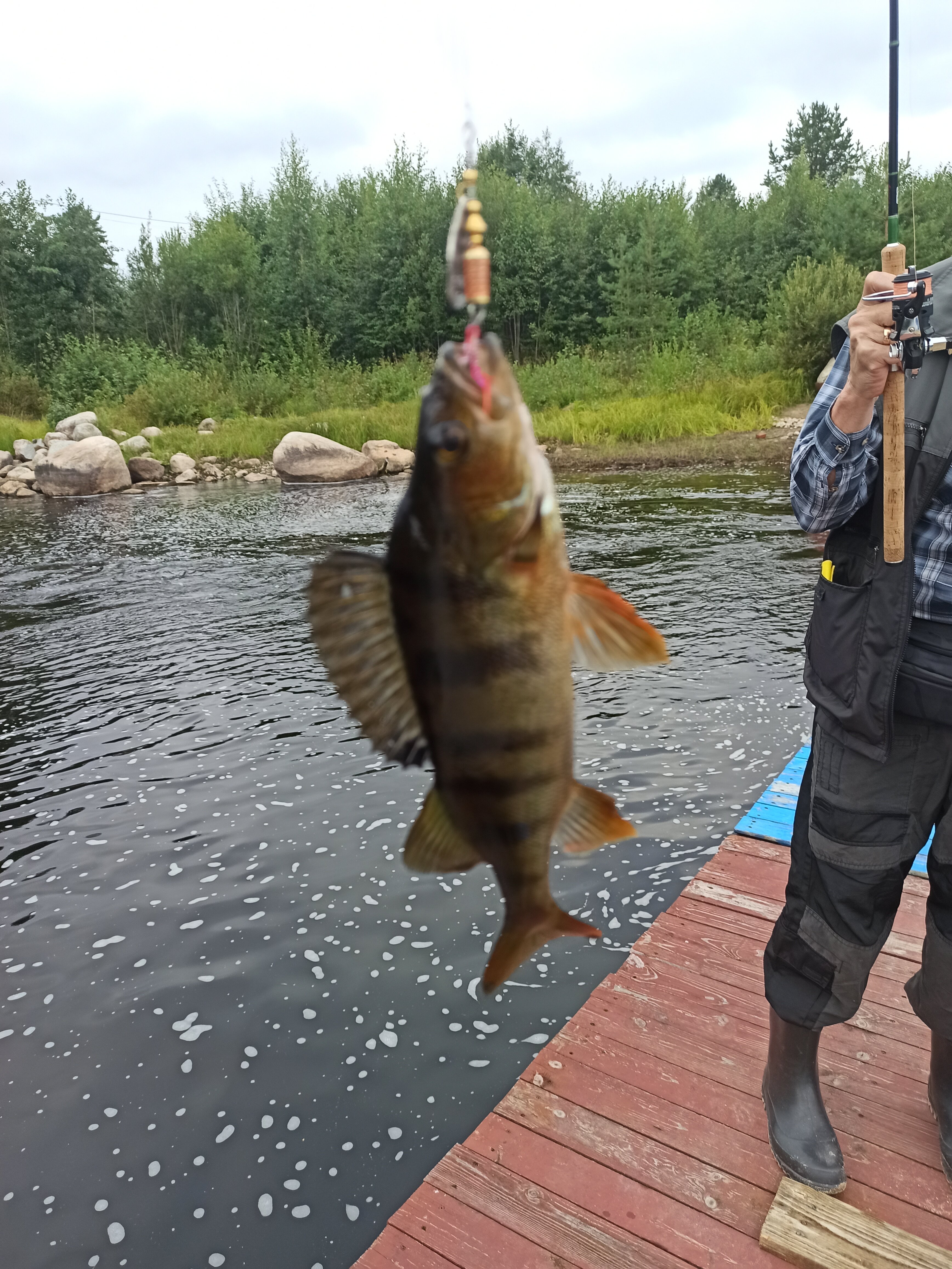 Фото Вегарус