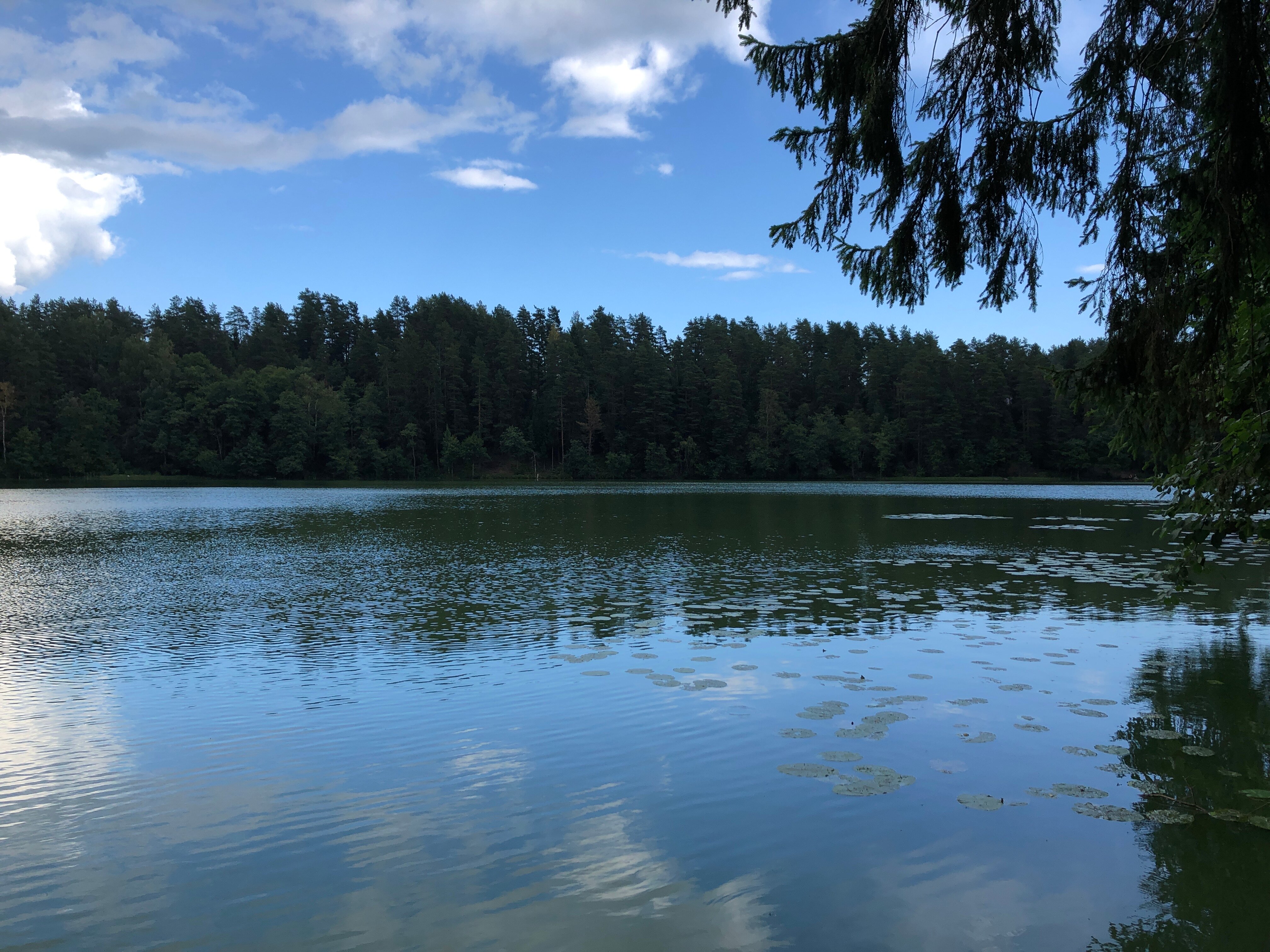 Фото Черника