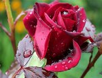 Alli Photography and Floristry (Aydın, Söke, Ömer Koyuncuoğlu Cad., 1) ، محل زهور