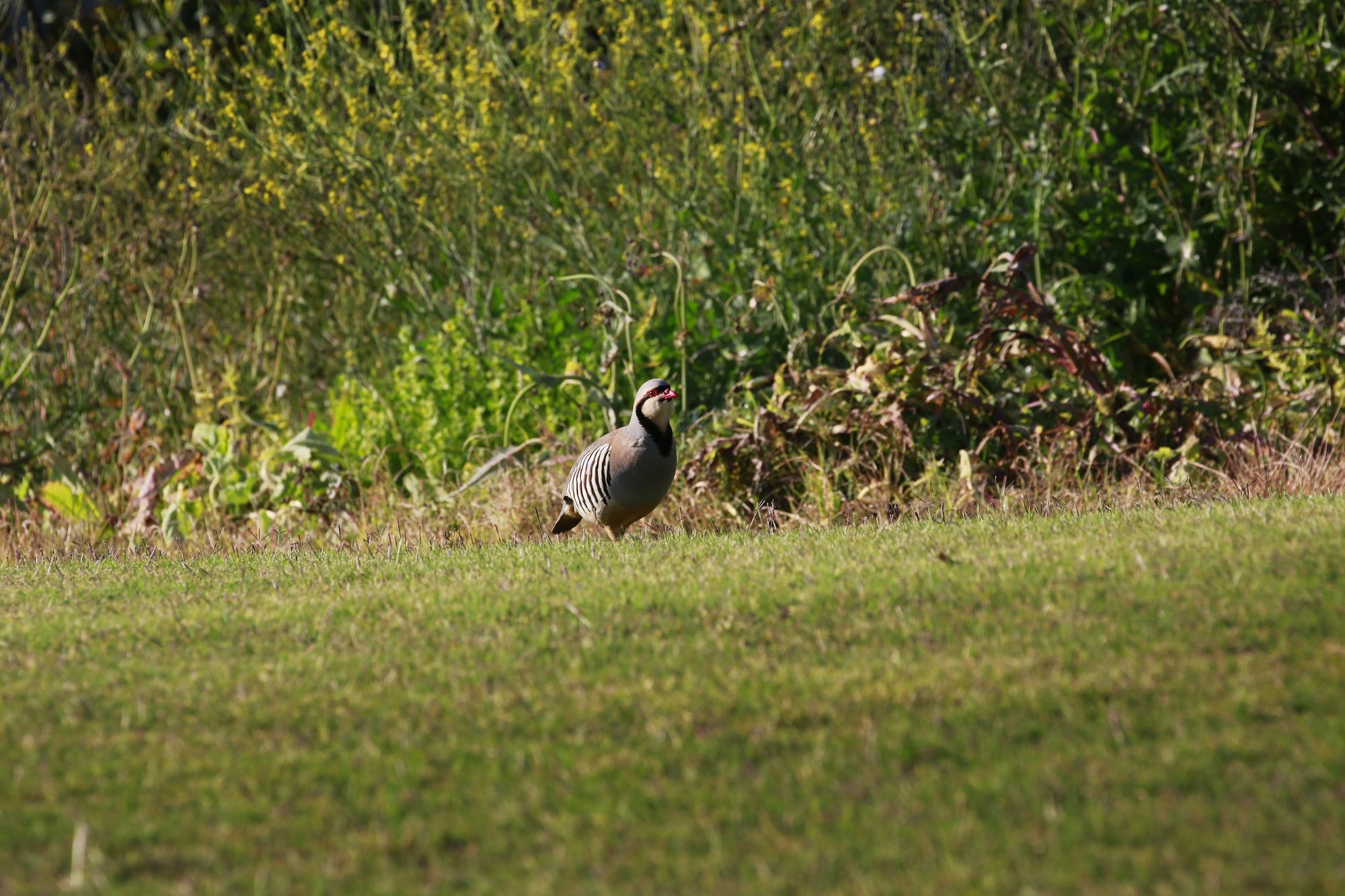 Фото Crete Golf Club Hotel