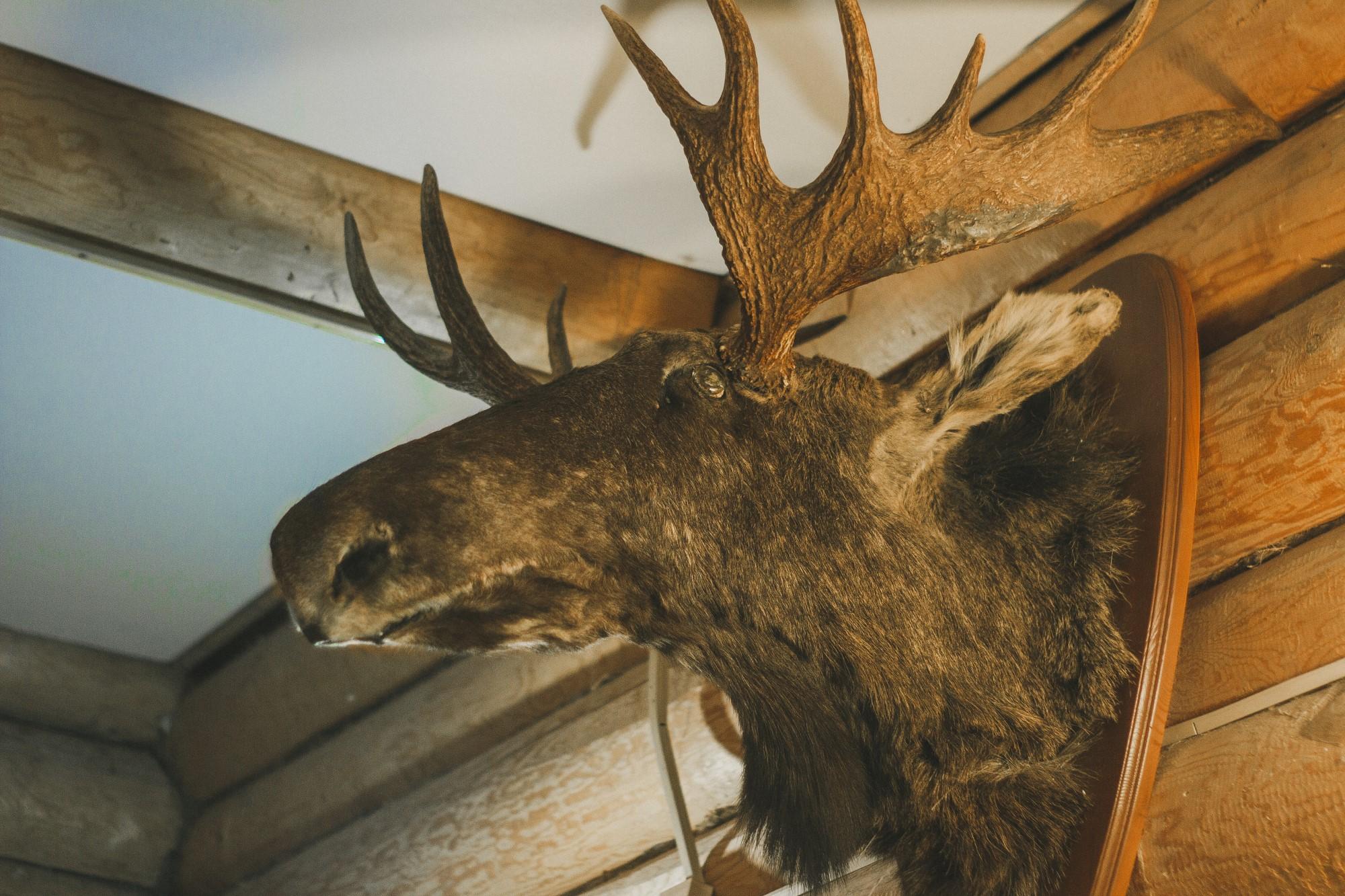 Фото Рябиновый