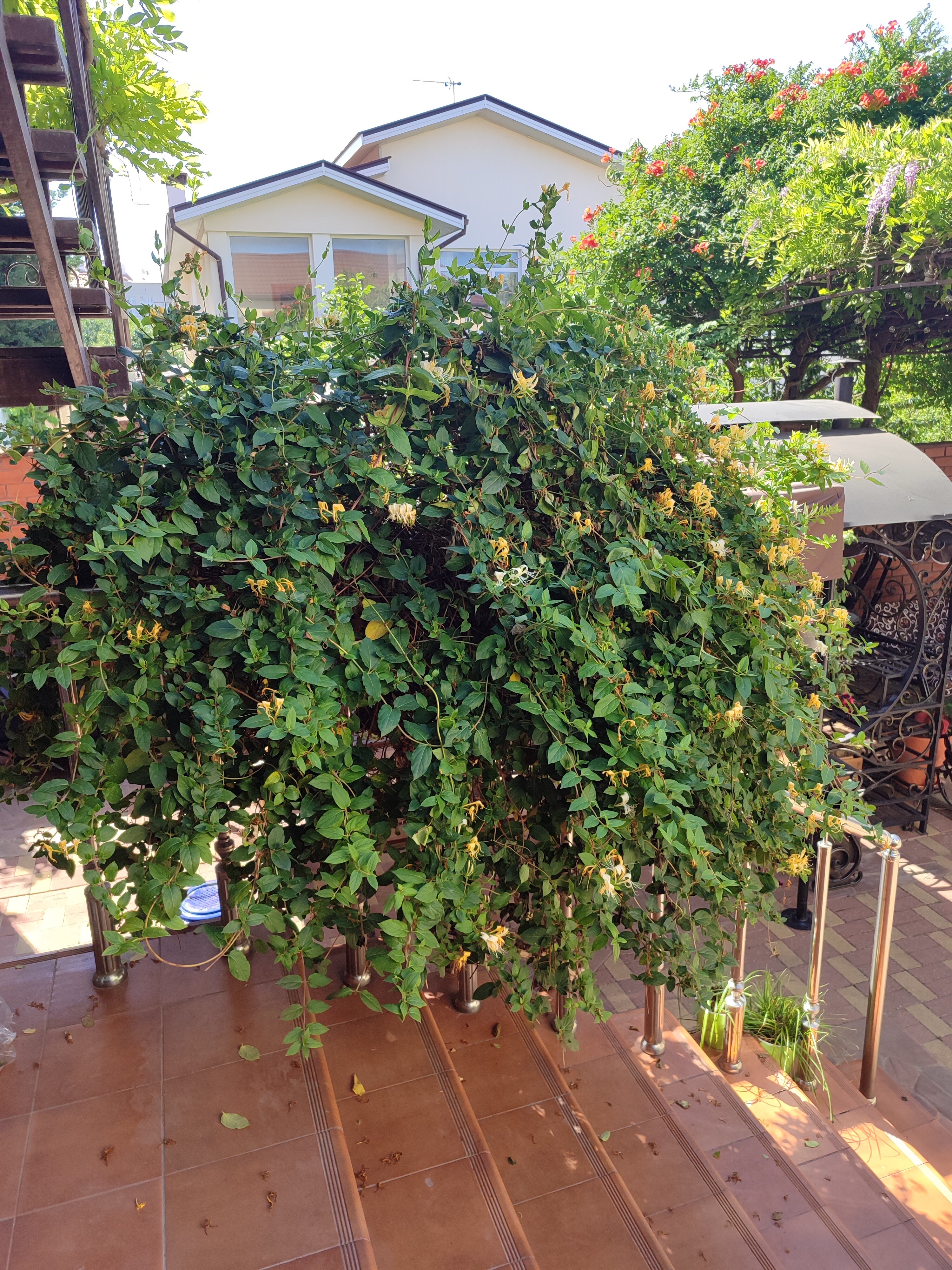 Фото Гостевой дом Ежевика