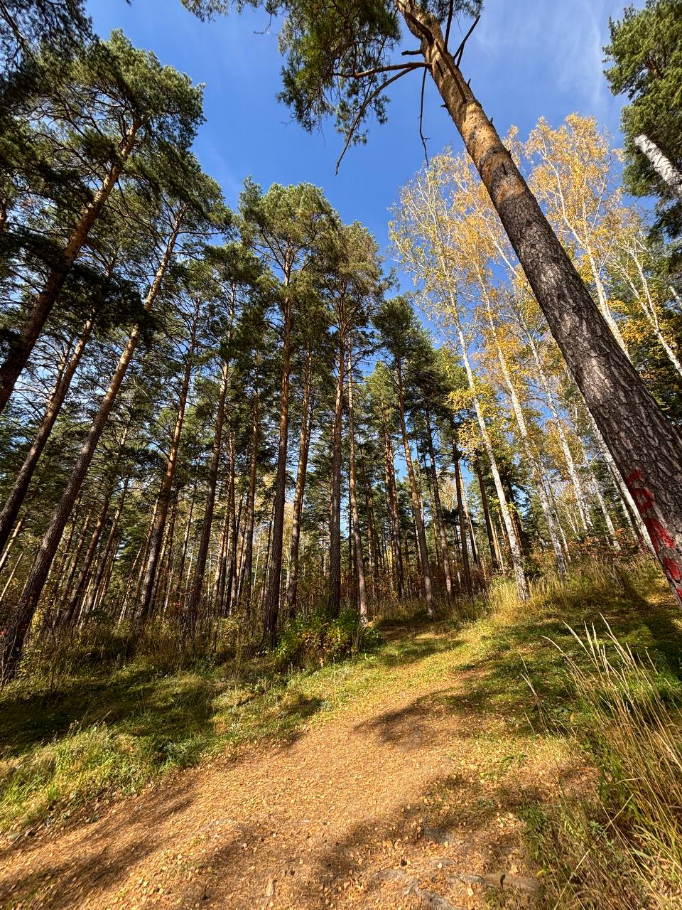 Фото Деревенька Аракуль