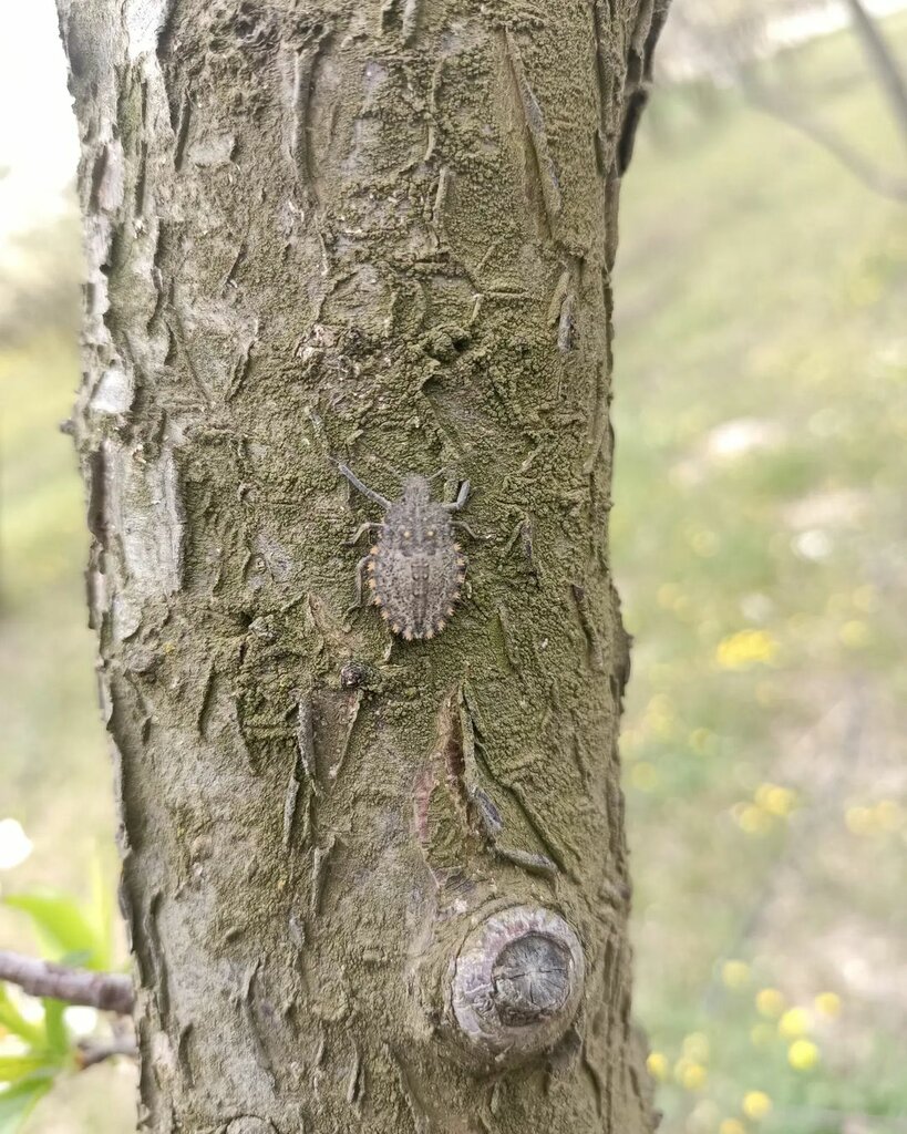 Agricultural enterprise Fruity Garden, Germencik, photo