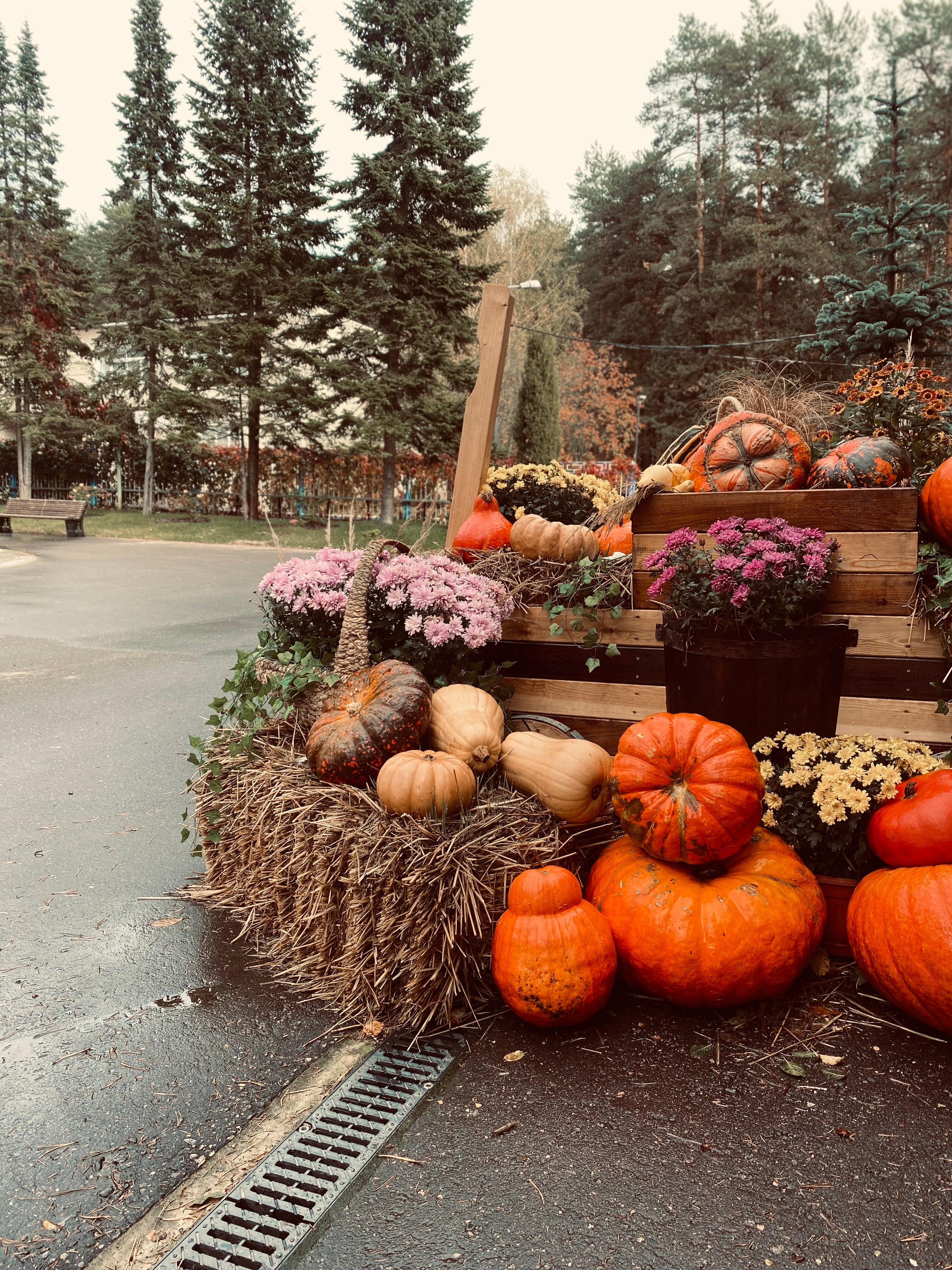 Фото Лесная опушка