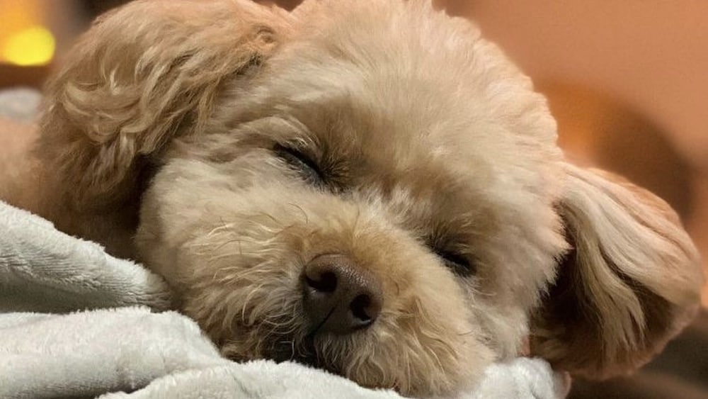 Фото Toyoko Inn Osaka Kyobashi Sakuranomiya