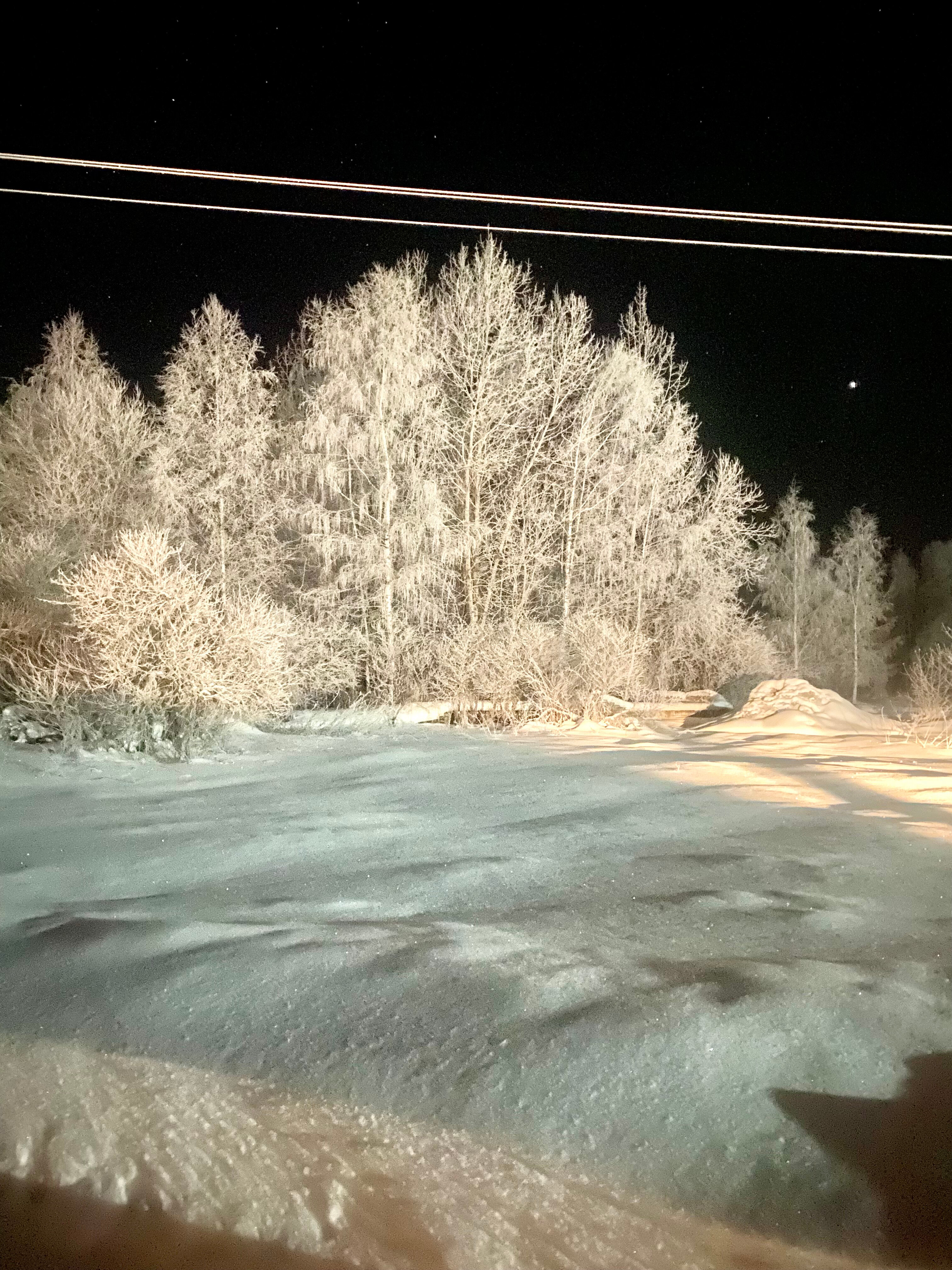 Фото Волшебный лес