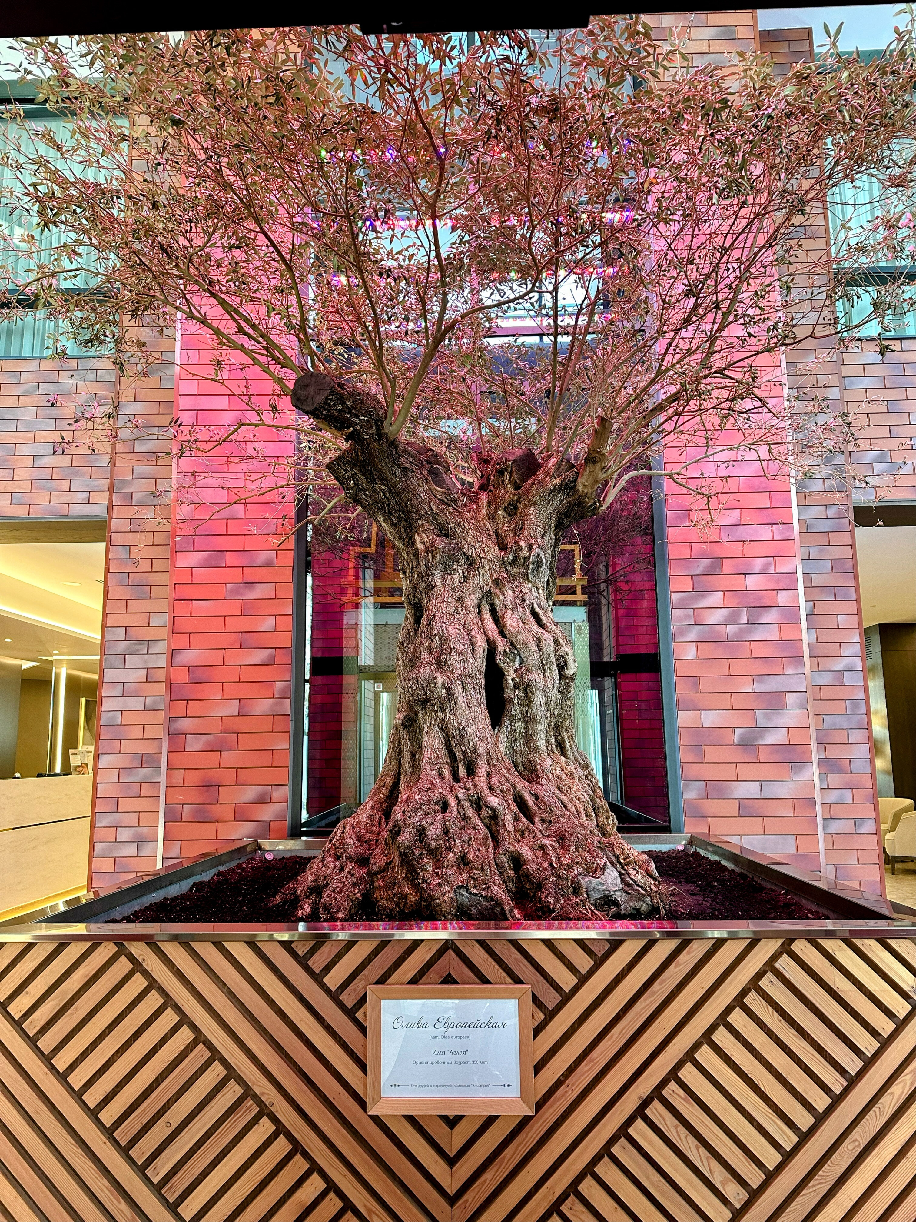 Фото Minger Med SPA