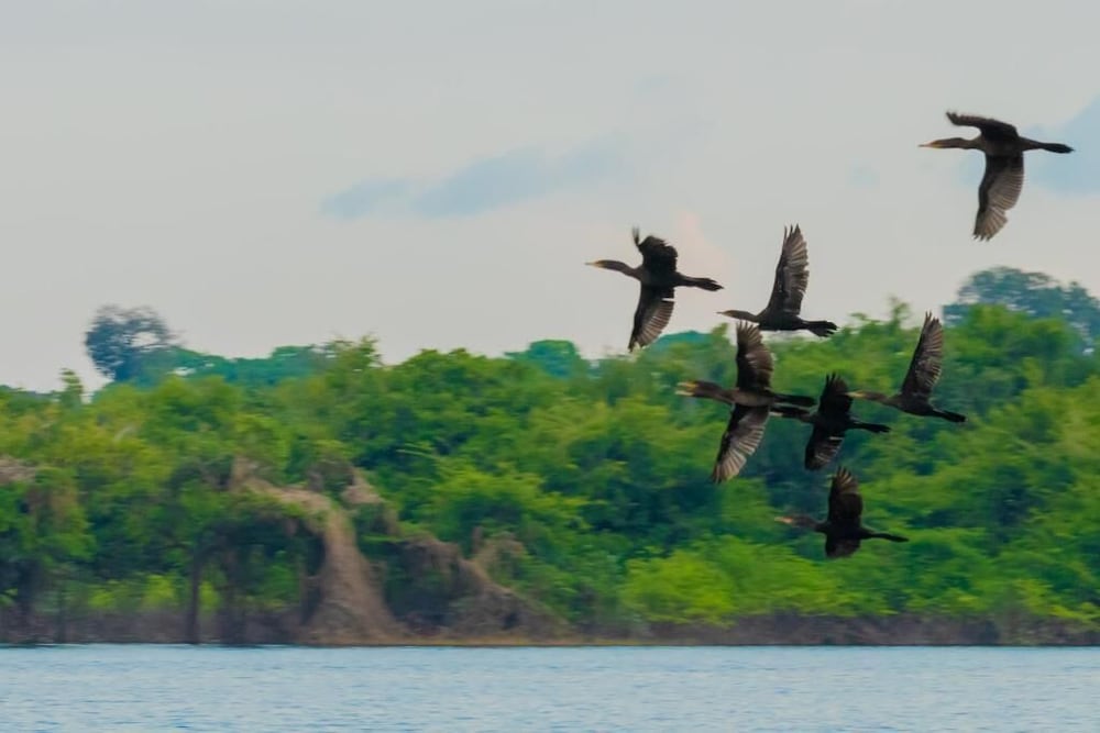 Фото Amazon Boto Lodge
