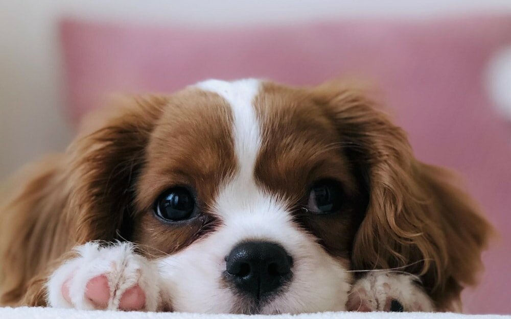 Фото Ocean The Point Hotel Gwanganli