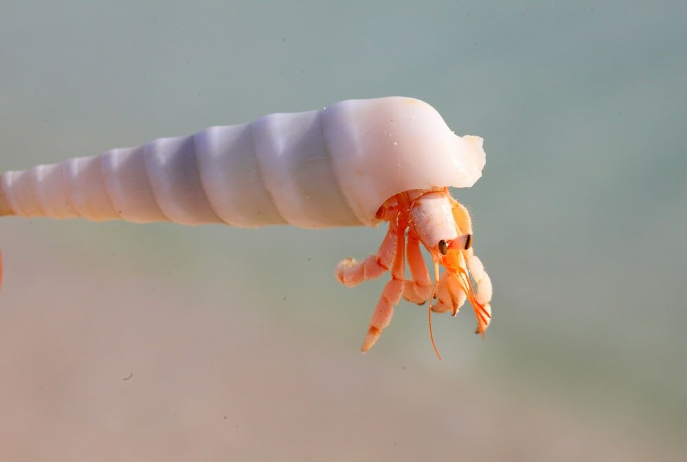 Фото Ocean Villa with pool & SPA