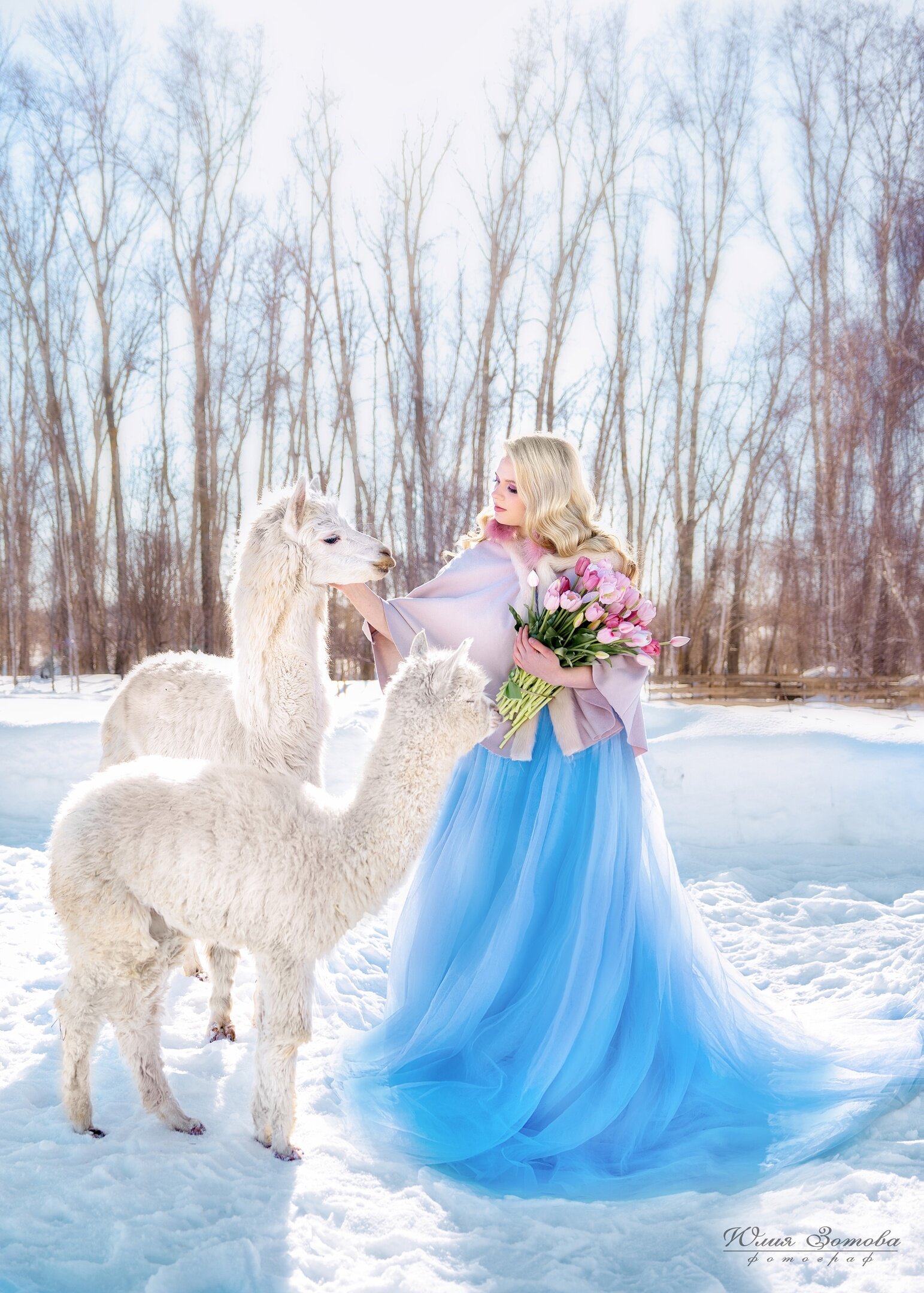 Фото Пара Альпак