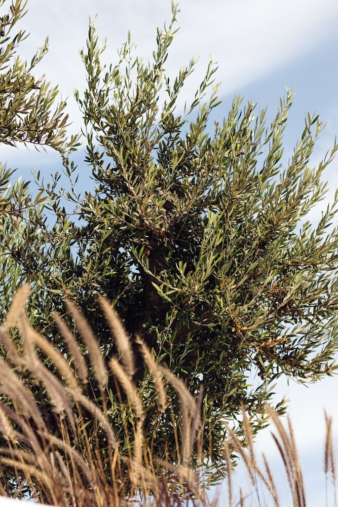 Фото Avgoustos Suites - Adults only