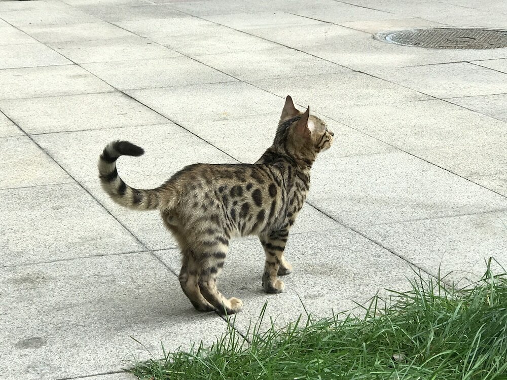 Фото Beijing Seasons Park Apartment