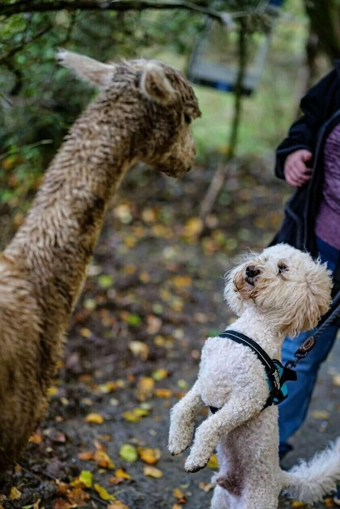 Фото Robin Hood Safari Tent