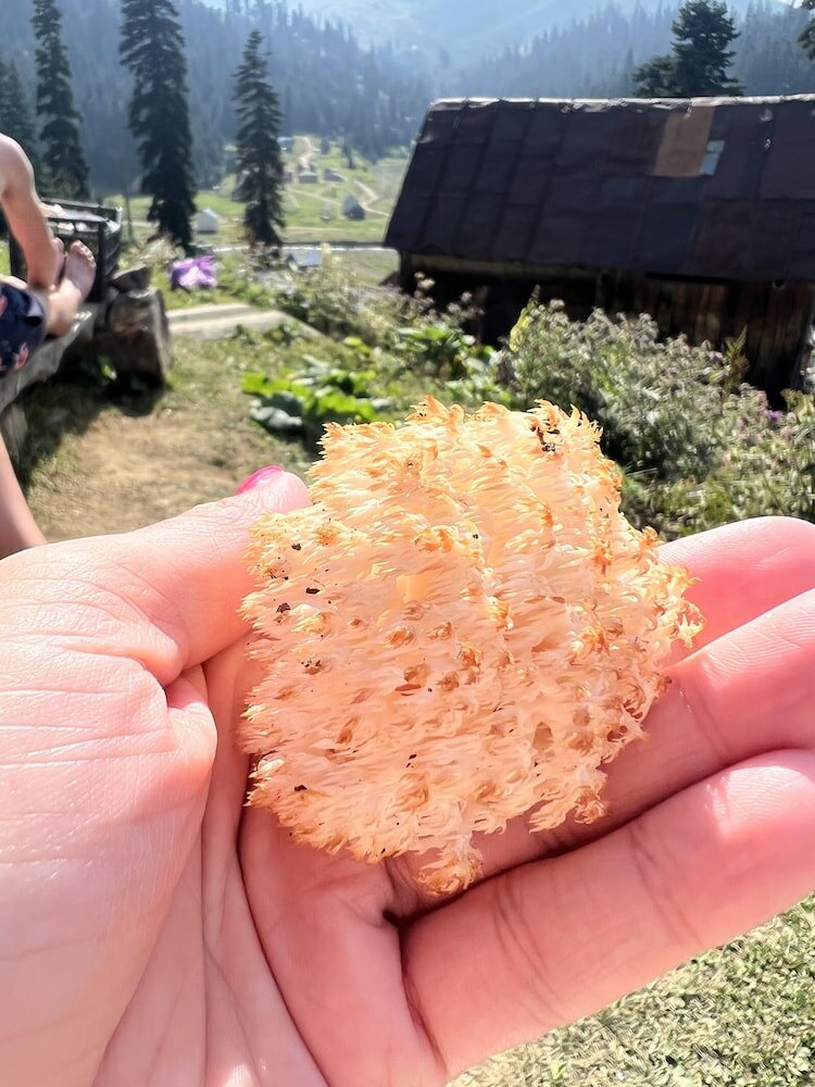 Фото Бахмаро