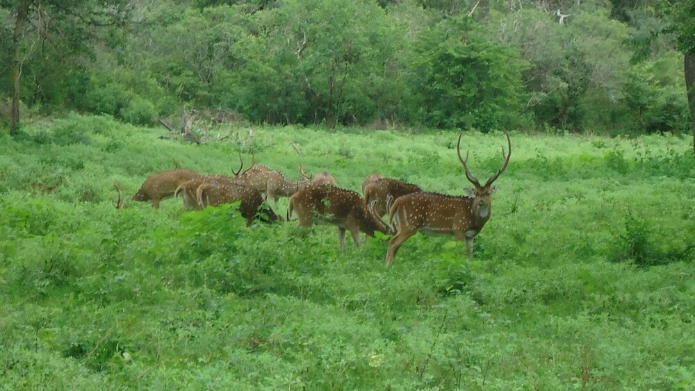 Фото Yala Big Game Drive with Heina Eco Team