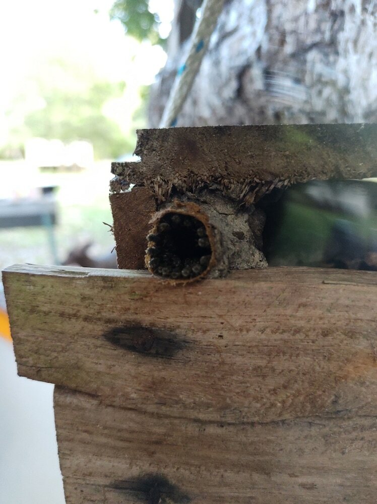 Фото Casados Ranch