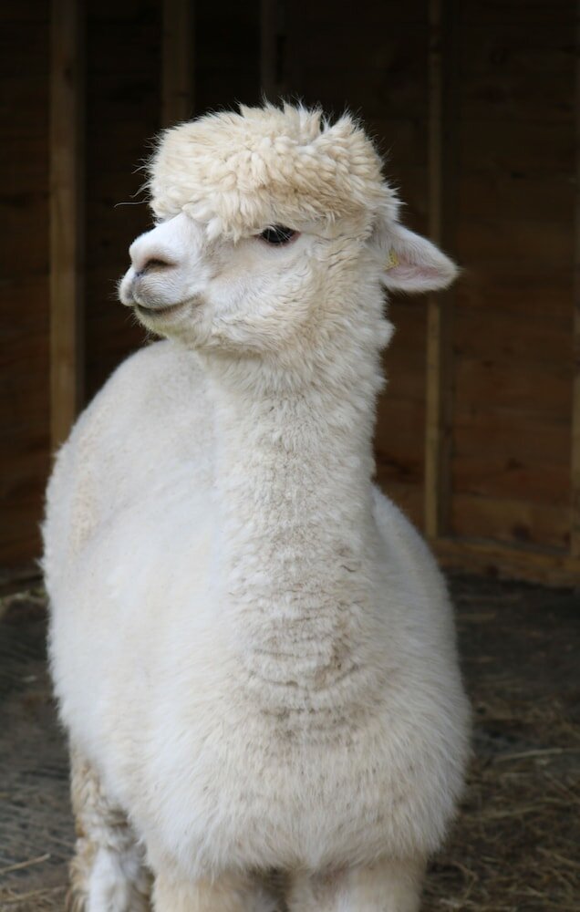 Фото Dartmoor Reach Alpaca Farm