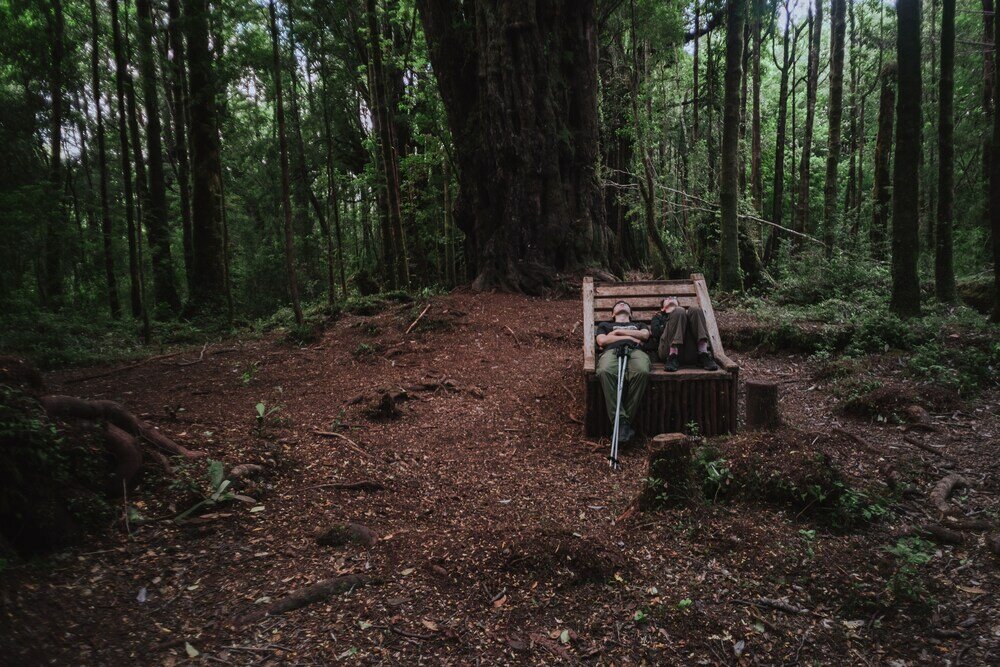 Фото Hotel Parque Tepuhueico