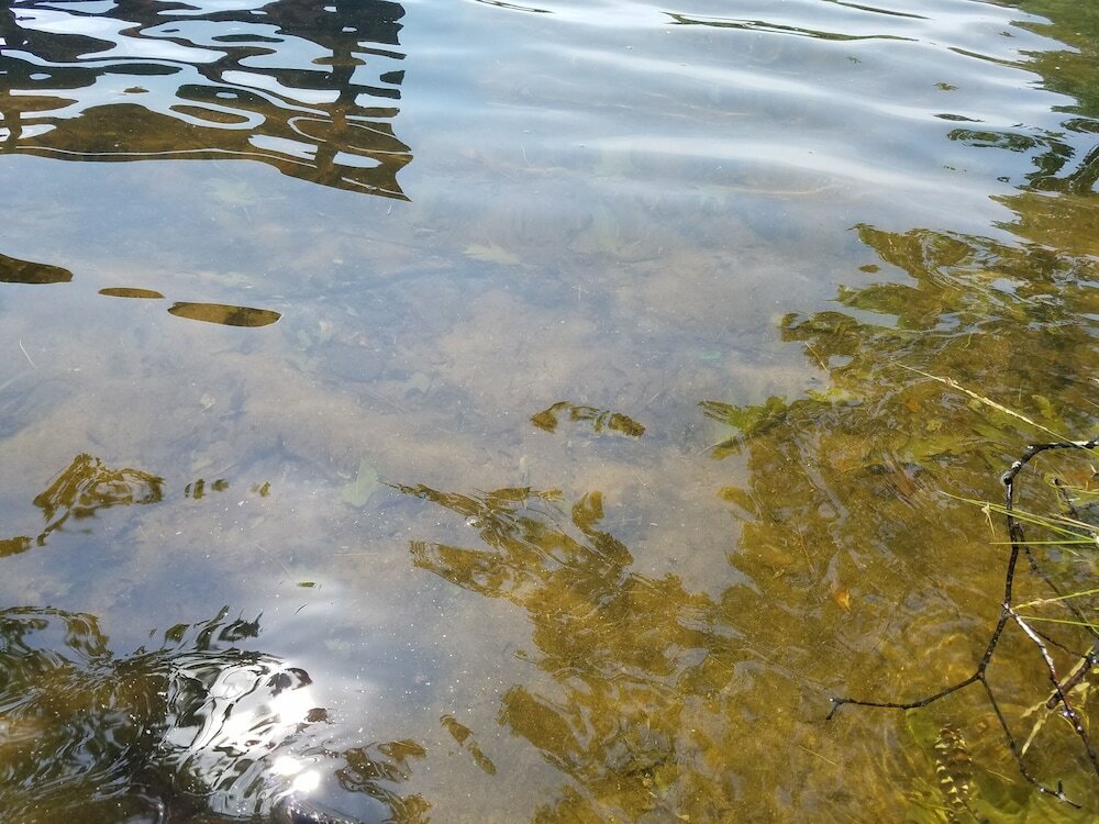 Фото Timberlane Lodge- Musky Lodge