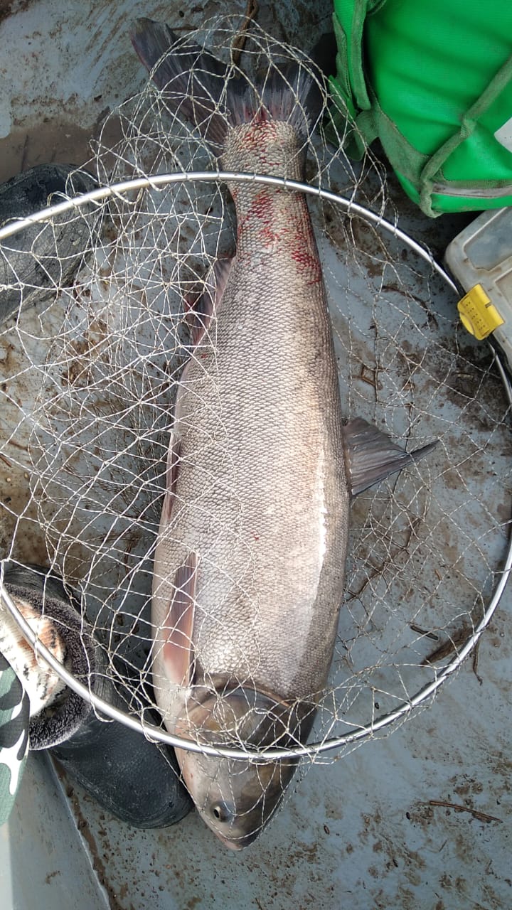 Фото Дикая Земля