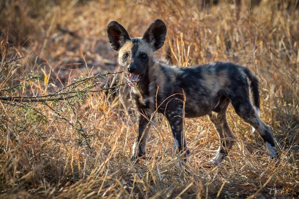 Фото Avoca Private Bushcamp