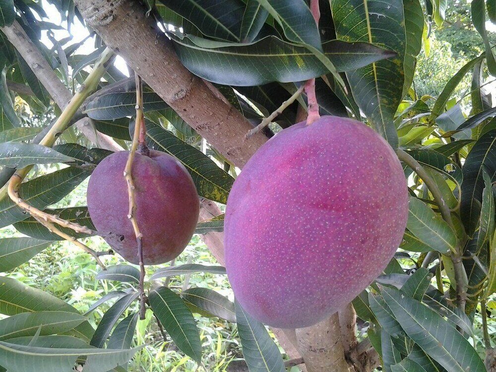 Фото Brownstone Country Home Lira Uganda