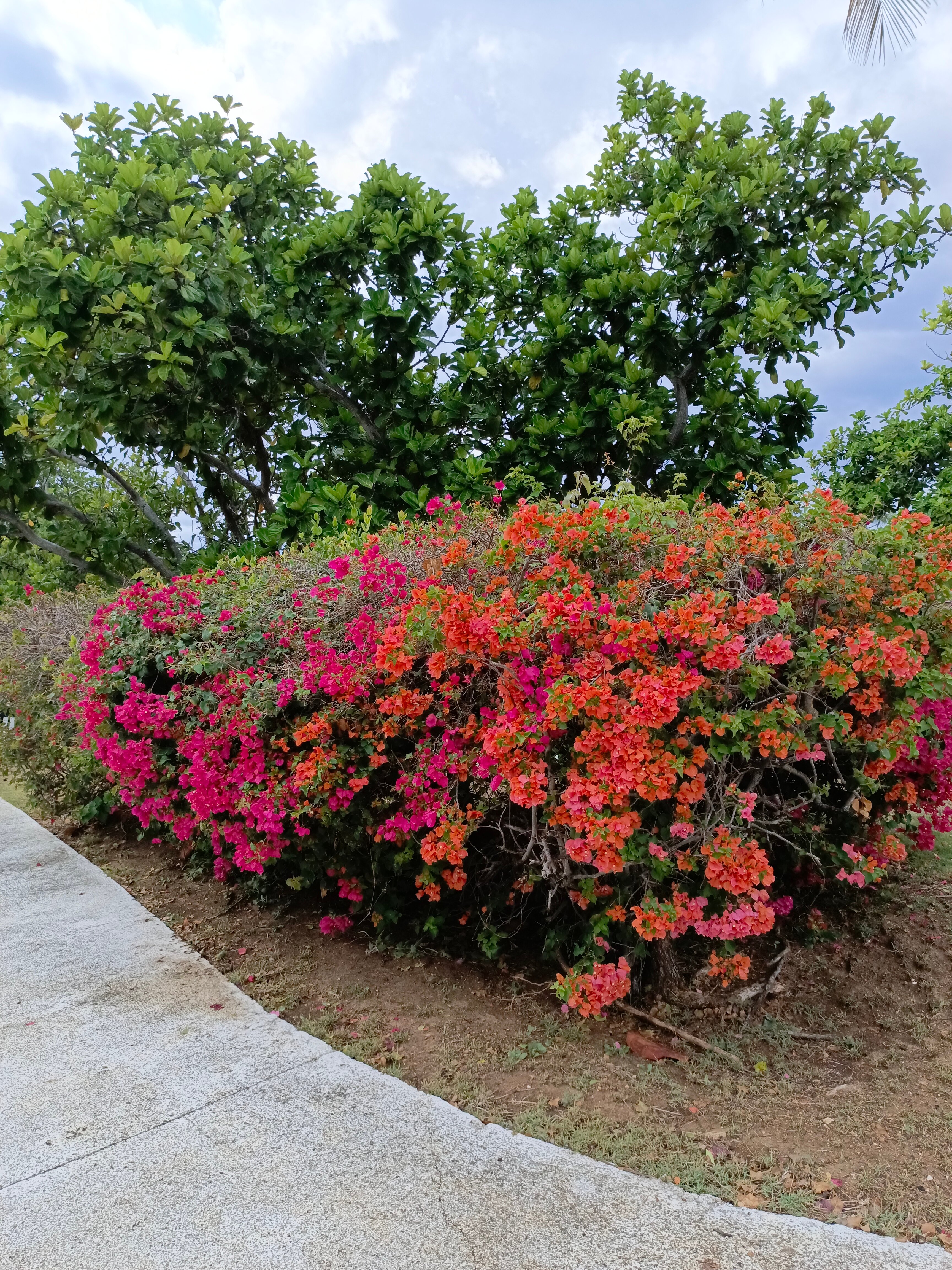 Фото Melia Varadero