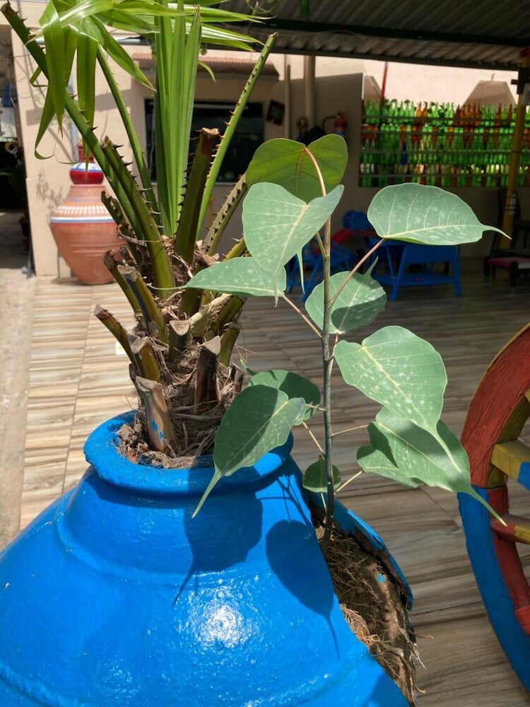 Фото Dream Vision Guest House