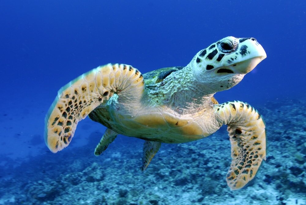 Фото Season Paradise